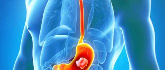 Structure of the human esophagus photo with description