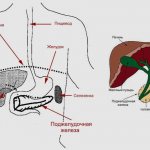 Where is the pancreas located in humans?