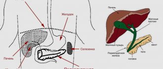 Where is the pancreas located in humans?