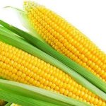 Use of corn and its products for pancreatitis