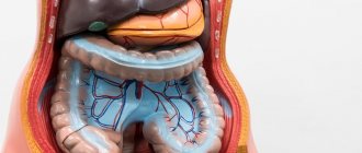 what organs are located on the left side of the peritoneum?