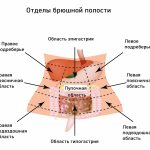 Sections of the abdominal cavity.jpg