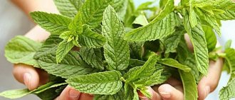 Mint-based decoctions are an effective remedy against high stomach acidity