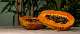 Papaya is a source of the proteolytic enzyme papain