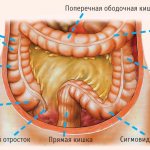 схема кишечника человека