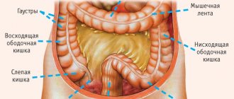human intestine diagram