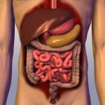how long is the digestion process in the human body