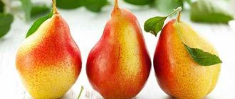 Eating pears for pancreatitis: is it possible or not?