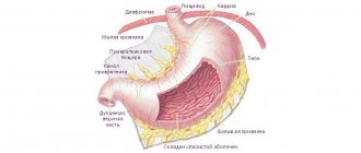 Human stomach